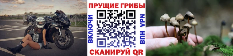 Псилоцибиновые грибы Cubensis Барабинск
